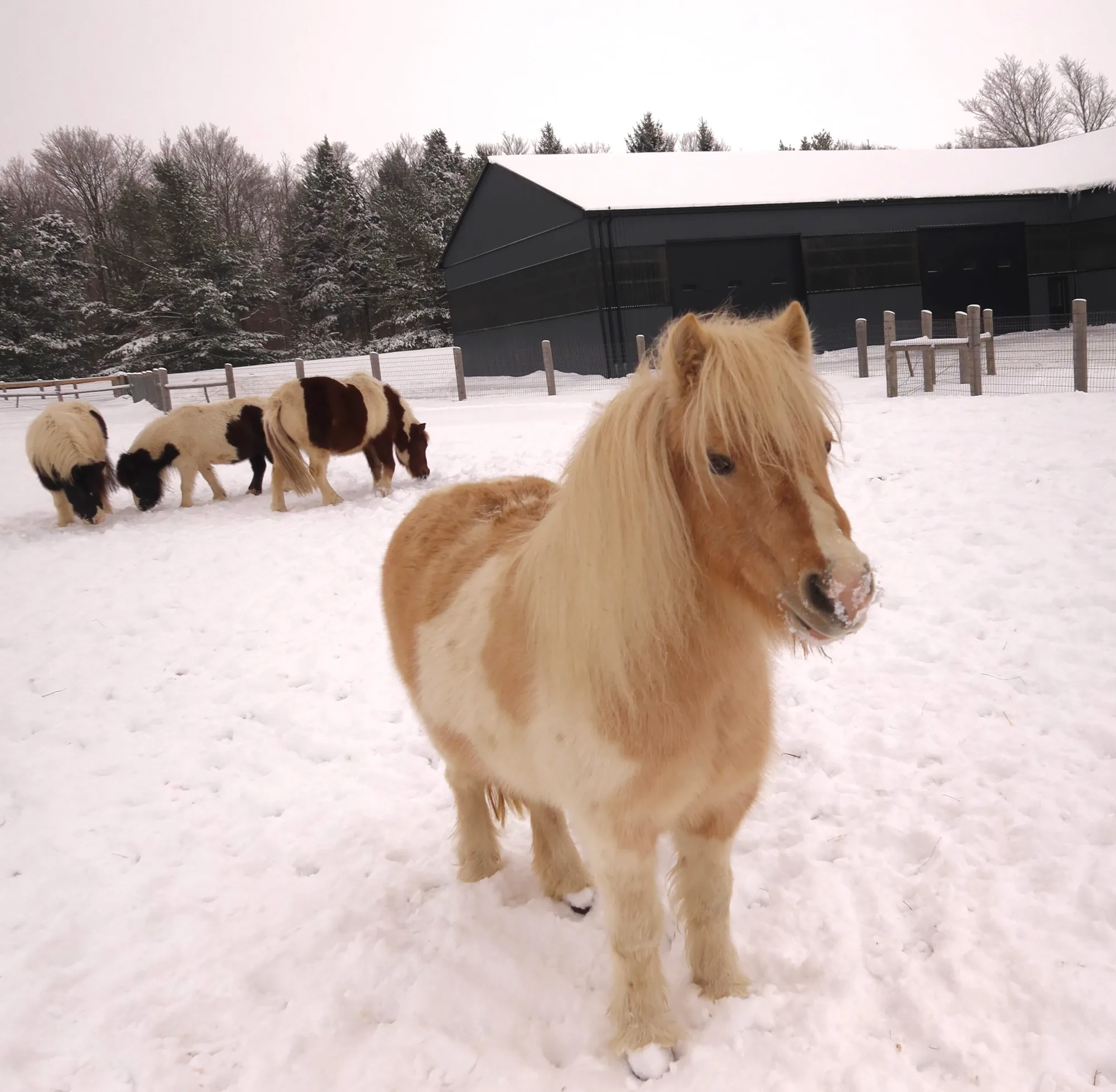 Children grooming a miniature horse